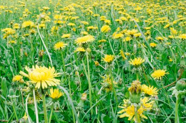 Sarı çiçekler alt görünüm, arkaplan resmi.