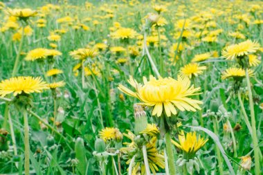 Sarı çiçekler alt görünüm, arkaplan resmi.