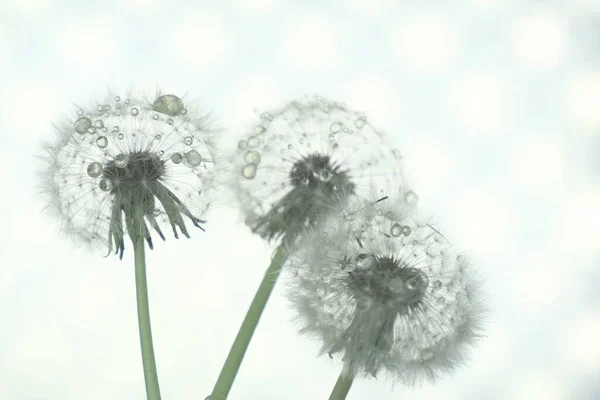 芸術的処理のタンポポのクローズアップ背景画像 — ストック写真