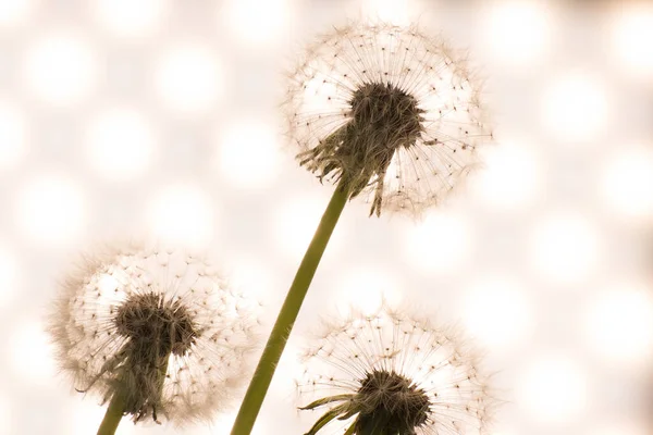 Diente León Primer Plano Procesamiento Artístico Imagen Fondo — Foto de Stock