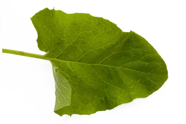 Green Burdock Leaf White Background Isolate — Stock Photo, Image