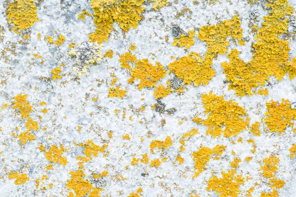 Piedra Con Color Gris Naranja Con Hongo Textura Fondo — Foto de Stock