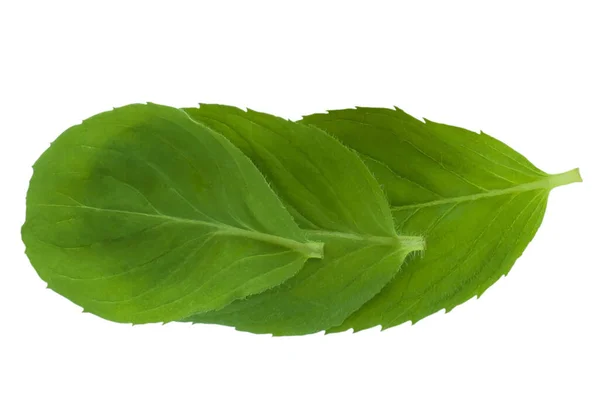 Fresh Green Mint Leaves Isolated White Background Top View — Stock Photo, Image