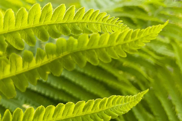 Hermosa Hoja Helecho Primer Plano Fondo Naturaleza —  Fotos de Stock