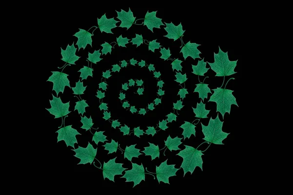 Green maple leaves falling and spinning isolated on black.