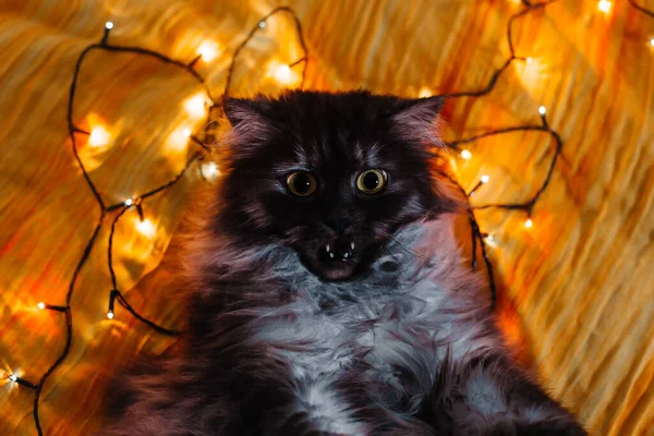 Cat Christmas Lights Funny Cat Lying — Stock Photo, Image