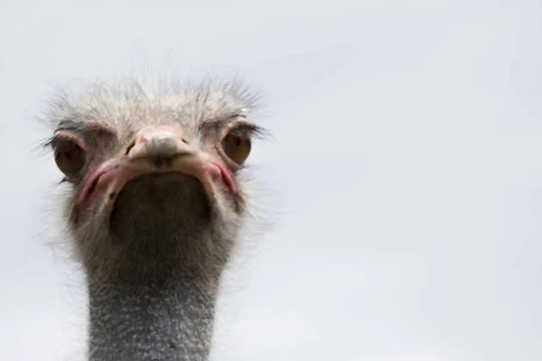 Ferme Autruche Oiseau Gros Plan Image En Vente