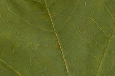 Kuru yaprağın yeşil dokusu.