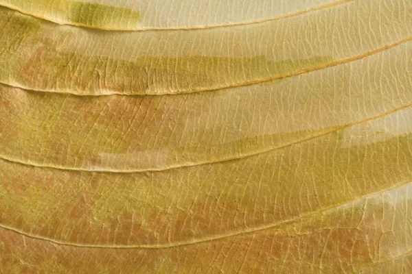 Brązowa Tekstura Suchego Liścia — Zdjęcie stockowe