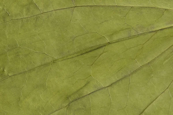 Πράσινη Υφή Ξηρού Φύλλου — Φωτογραφία Αρχείου