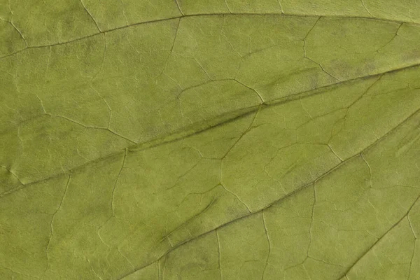 Textura Verde Una Hoja Seca — Foto de Stock