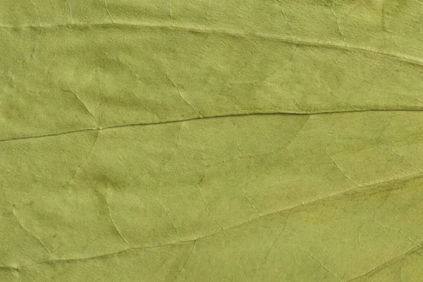 Textura Verde Una Hoja Seca — Foto de Stock