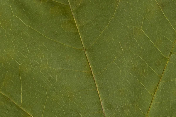 Grüne Textur Eines Trockenen Blattes — Stockfoto