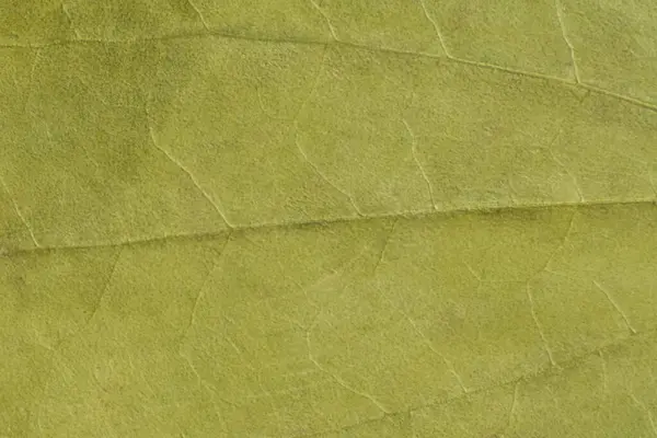 Zielona Faktura Suchego Liścia — Zdjęcie stockowe