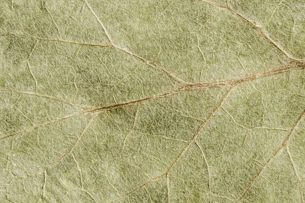 Green Texture Dry Leaf — Stock Photo, Image