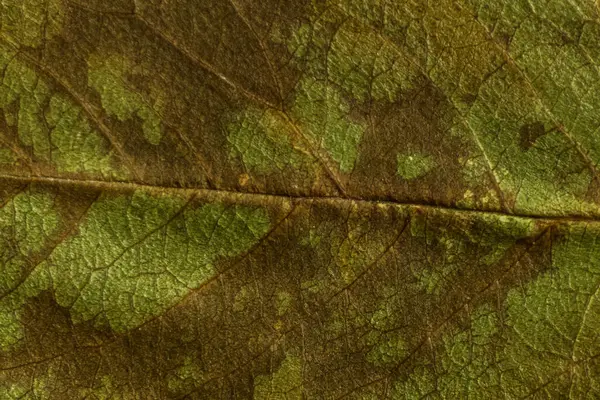 Green Texture Dry Leaf — Stock Photo, Image