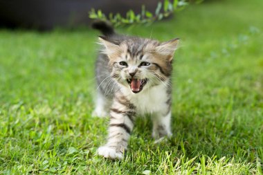 Yazın çimlerin üzerinde sevimli bir kedi yavrusu.