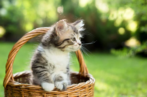 一只小猫躺在草地上的篮子里 — 图库照片