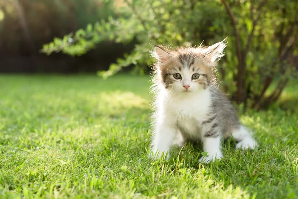 Chaton Mignon Sur Herbe Été Images De Stock Libres De Droits