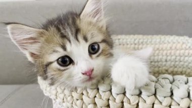 Evde, sepette küçük ve sevimli bir kedi yavrusu.