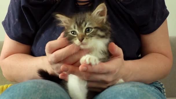 Pequeno Gatinho Está Sentado Suas Mãos — Vídeo de Stock