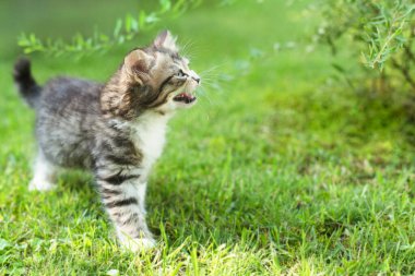 Yazın çimlerin üzerinde sevimli bir kedi yavrusu.