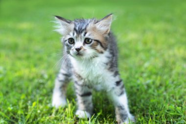Yazın çimlerin üzerinde sevimli bir kedi yavrusu.