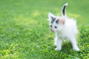 Yazın çimlerin üzerinde sevimli bir kedi yavrusu.