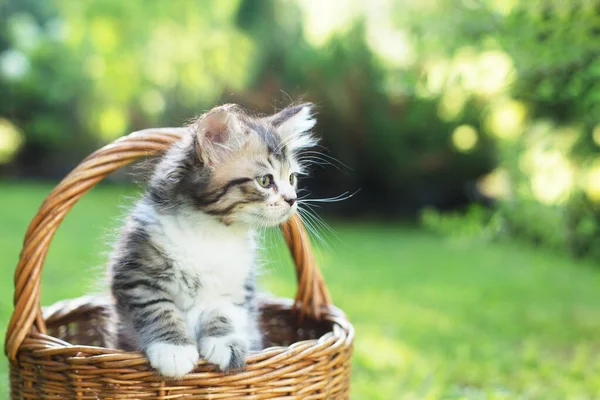 一只小猫躺在草地上的篮子里 — 图库照片