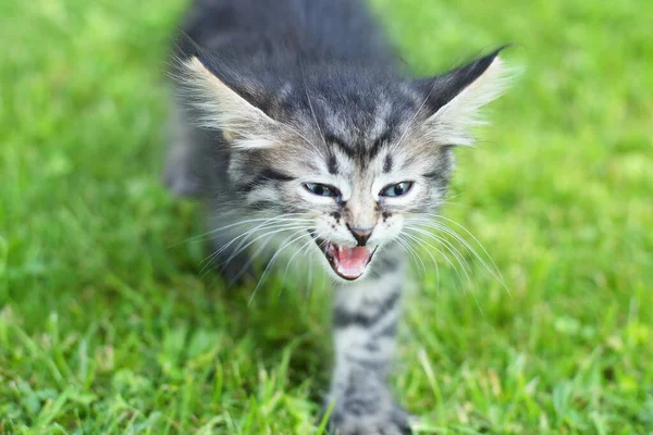 여름에는 풀밭에서 귀여운 고양이 — 스톡 사진