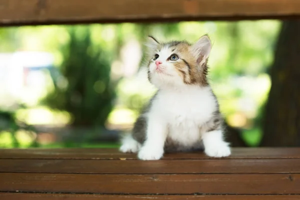公园的长椅上有一只可爱的小猫 — 图库照片