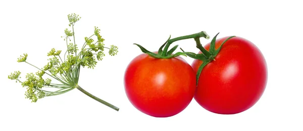 Dois Tomates Vermelhos Endro Fundo Branco Isolar — Fotografia de Stock