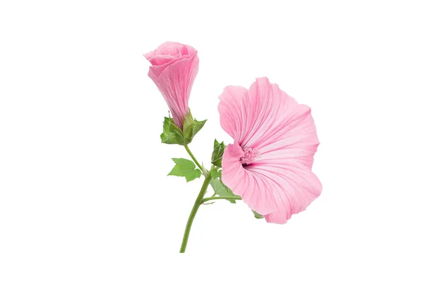 Rosa Lavatera Blüte Knospe Und Laub Isoliert Gegen Weiß — Stockfoto