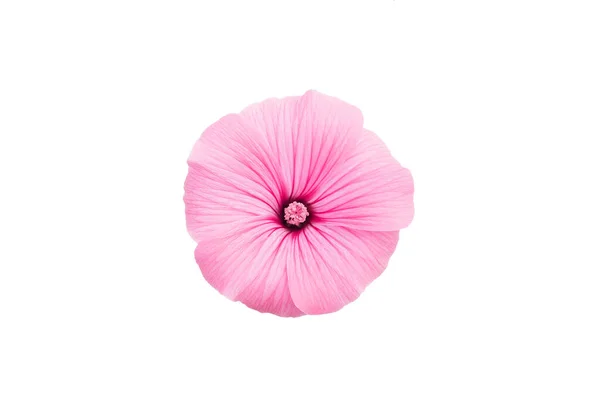 Рожева Квітка Лавра Бутон Листя Ізольовані Білому — стокове фото