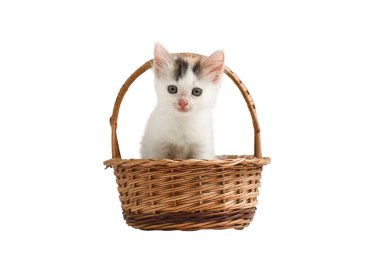 Beyaz arka planda izole edilmiş sepetteki kedi yavrusu..