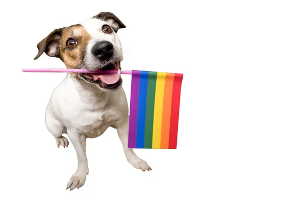 Engraçado Cão Jack Russell Segurando Uma Bandeira Lgbt Seus Dentes — Fotografia de Stock