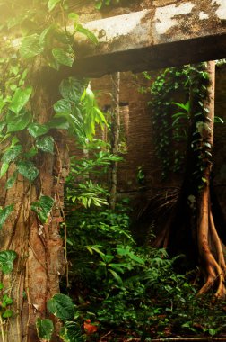 Dışardaki terk edilmiş ev yeşil sarmaşık ve tropikal bitki, yosun, liken ile kaplıydı. Terk edilmiş evin kalıntıları arasında büyümüş büyük bir ağaç..