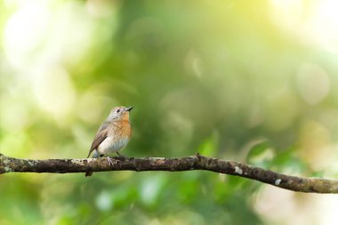 A little Red-throated Flycatcher is perching on the branch isolated on blurred green forest in the background. Bird migration. Nam Nao National Park, Thailand. Focus on eye. clipart