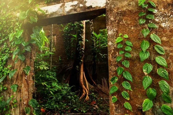 Exterior Casa Abandonada Coberta Com Hera Verde Planta Tropical Musgo — Fotografia de Stock