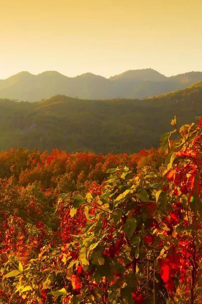 Paisaje Bosque Otoño Cordillera Amanecer Hojas Coloridas Temporada Enfoque Suave —  Fotos de Stock