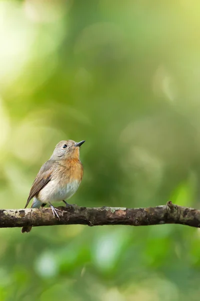 Pequeño Flycatcher Garganta Roja Está Posando Rama Aislada Bosque Verde —  Fotos de Stock