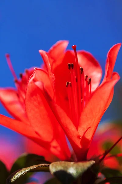 Kvetoucí Červená Rododendron Květiny Proti Modré Obloze Pozadí Zaměření Okvětní — Stock fotografie