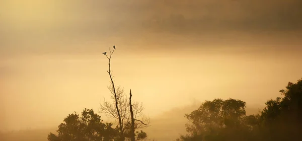 Pareja Grande Cuckooshrike Apareamiento Rama Del Árbol Desnudo Niebla Mañana — Foto de Stock