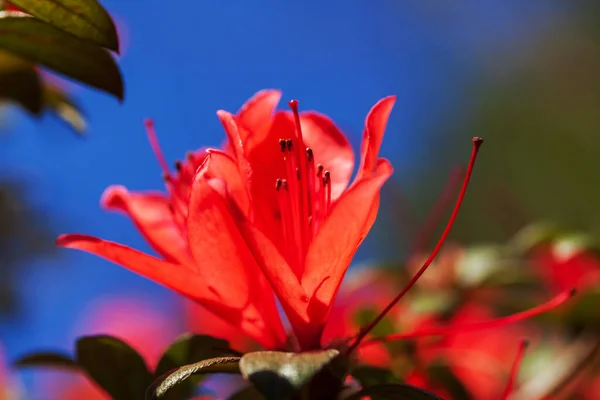 Kvetoucí Červená Rododendron Květiny Proti Modré Obloze Pozadí Zaměření Okvětní — Stock fotografie