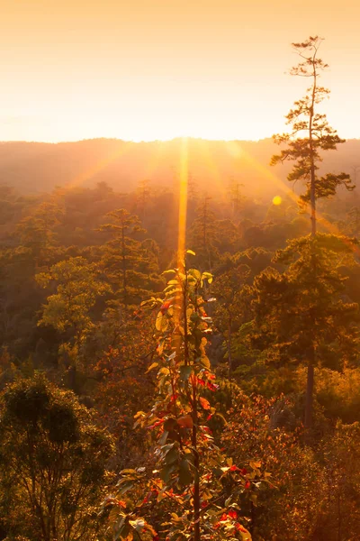 Landschaftliche Herbstwälder Auf Den Bergen Bei Sonnenaufgang Farbenfrohe Blätter Nach — Stockfoto