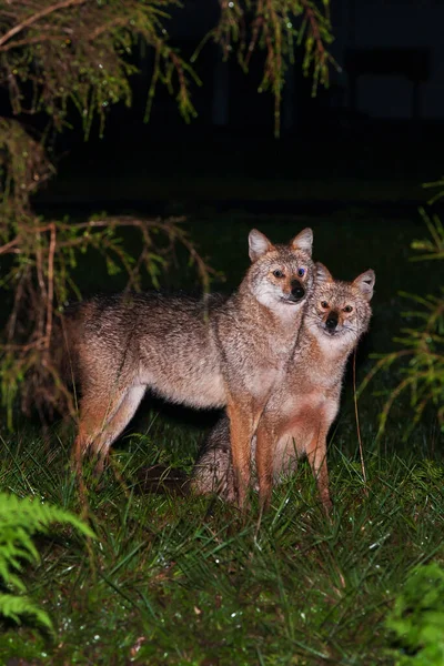 Couple Golden Jackal or Reed Wolf mating on a grassland at night. Soft focus on jackal.