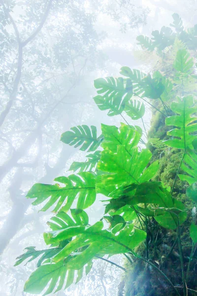 Vista Baixo Ângulo Antiga Floresta Tropical Névoa Flora Exuberante Plantas — Fotografia de Stock