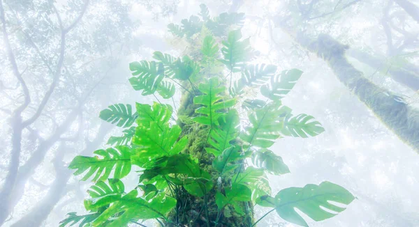 Vista Basso Angolo Dell Antica Foresta Pluviale Tropicale Nella Nebbia — Foto Stock