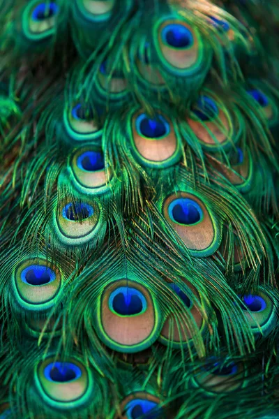 Close-up eyespot on a male Green Peacock\'s train feather.  Elegant male Green Peafowl feather display in nature. Focus on eyespot.