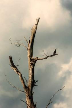 Doğulu bir dartçı ya da Yılan Kuşları arka plandaki fırtına bulutlarına karşı ölü ağacın dalına tünemiş durumdalar. Tonle Sap, Kamboçya.